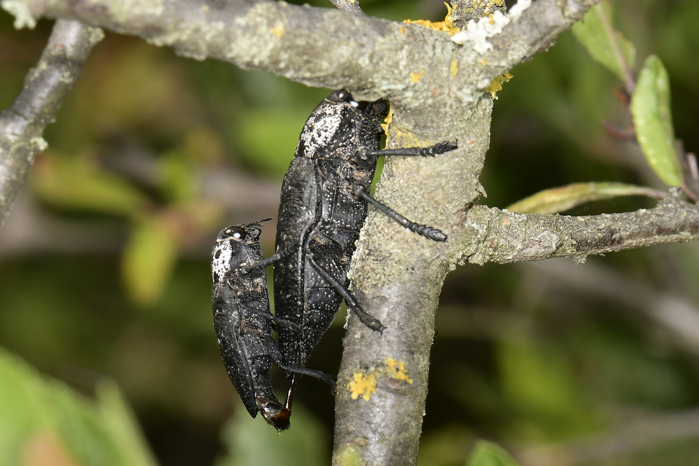 Buprestidae: Capnodis sp.? S, Capnodis tenebrionis